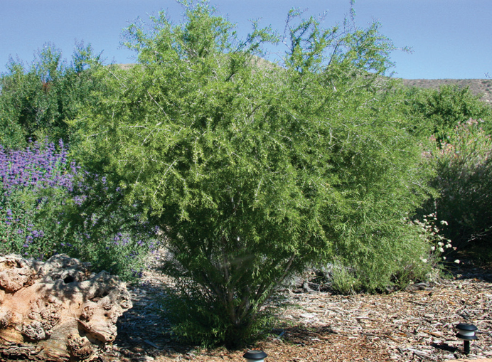 Plant of the Month